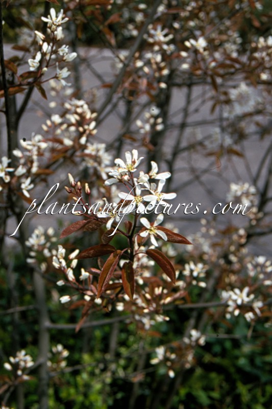 Amelanchier lamarckii