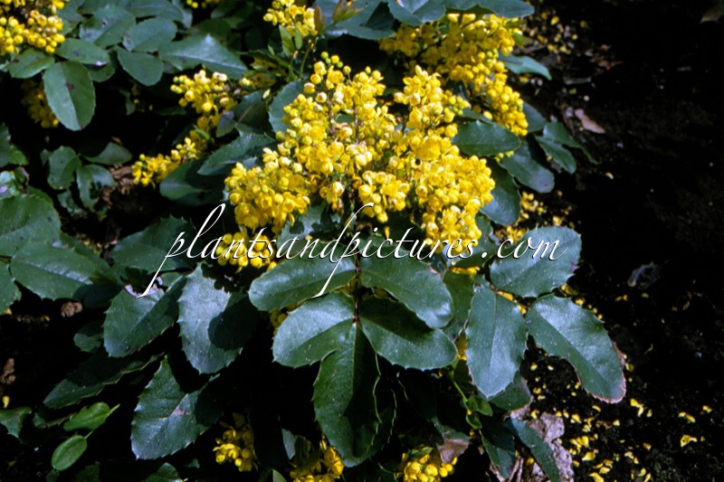 Mahonia ‘Bokragon’ (OREGON)