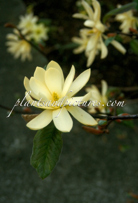 Magnolia ‘Gold Star’
