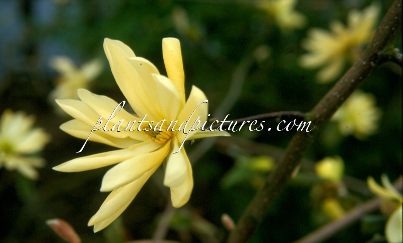 Magnolia ‘Gold Star’