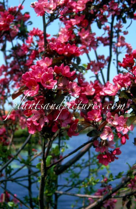 Malus ‘Van Eseltine’