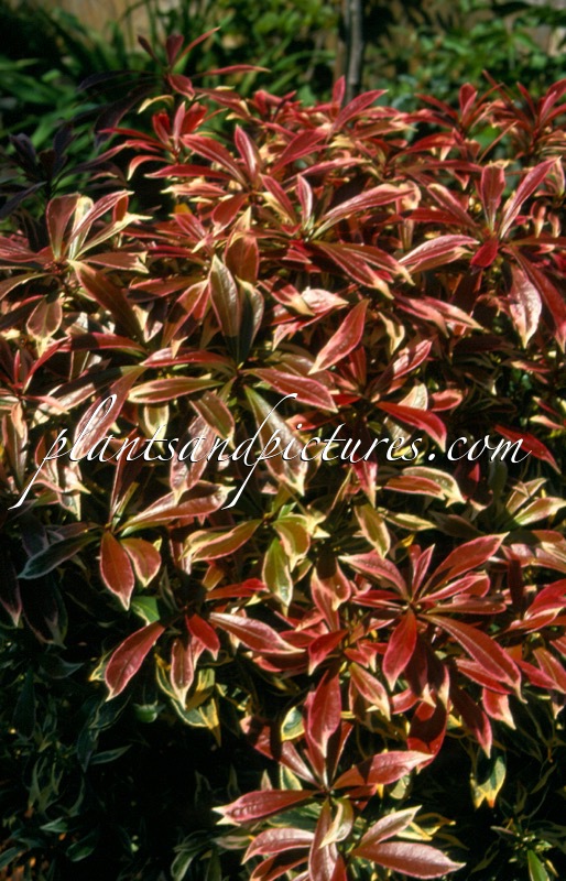 Pieris japonica ‘Astrid’