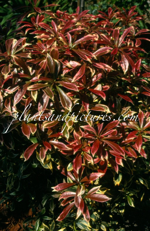 Pieris japonica ‘Astrid’