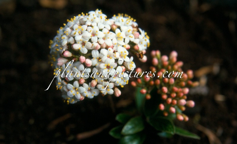 Viburnum burkwoodii ‘Conoy’