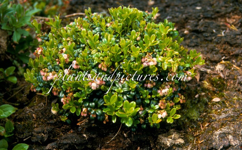 Vaccinium macrocarpon ‘Hamilton’