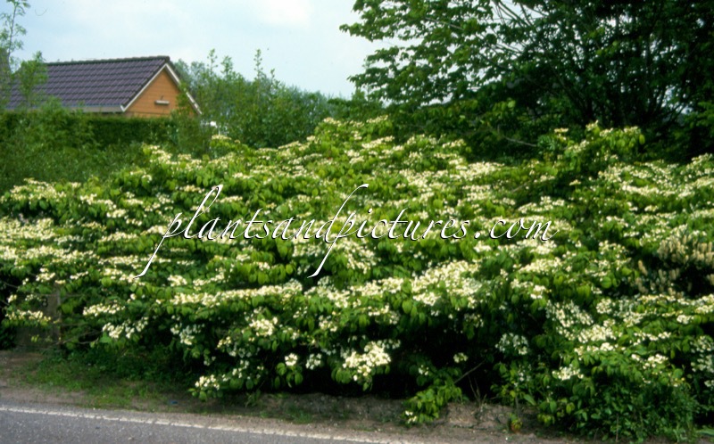 Viburnum plicatum ‘Mariesii’