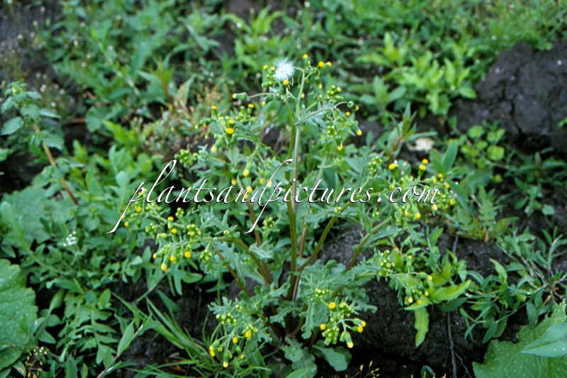 Senecio vulgaris