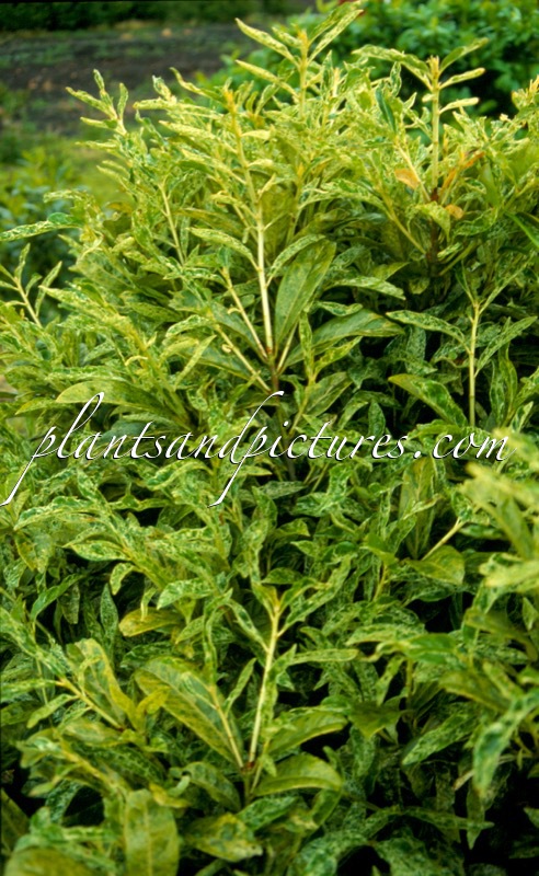 Prunus laurocerasus ‘Green Jade’