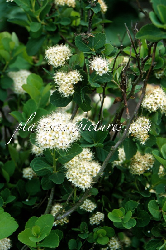 Spiraea betulifolia var. aemiliana