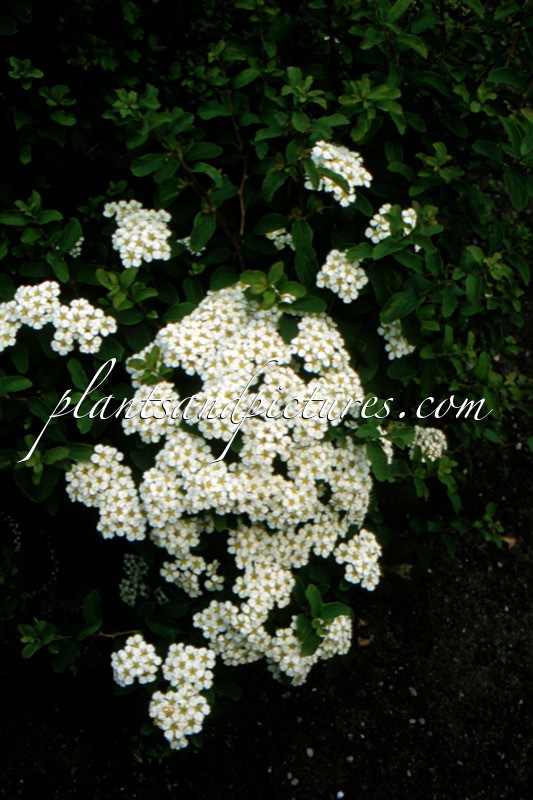 Spiraea nipponica ‘Halward’s Silver’