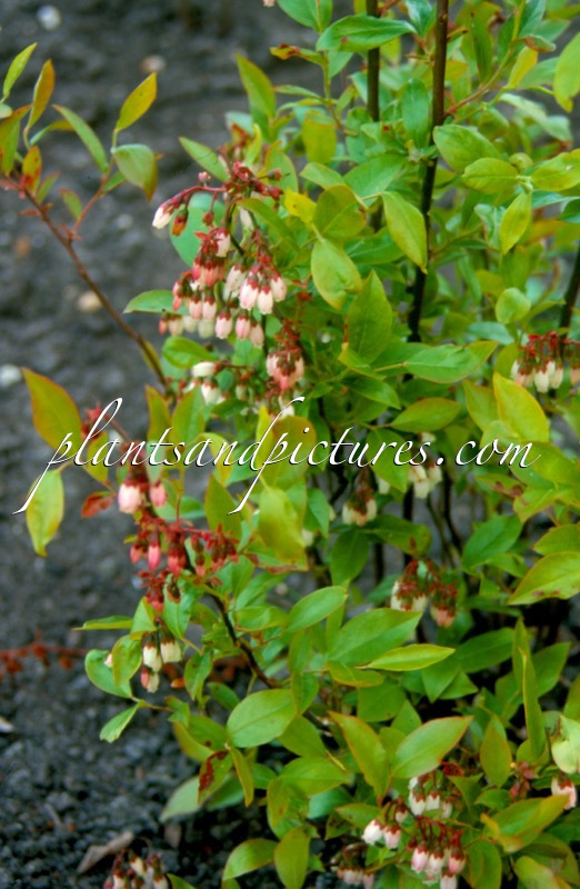 Lyonia mariana