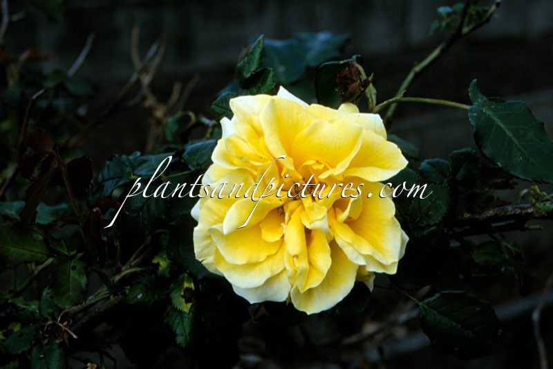 Rosa ‘Korschnuppe’ (GOLDENER OLYMP)