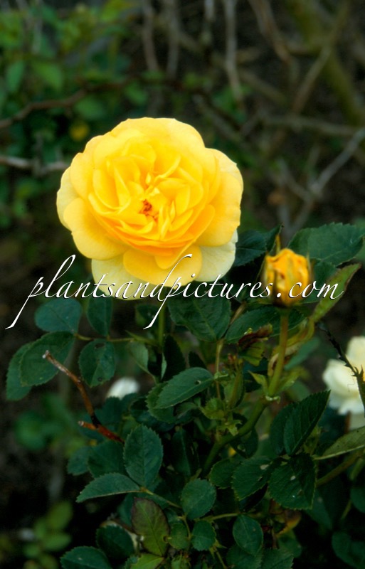 Rosa ‘Havobog’ (GOLDEN BORDER)