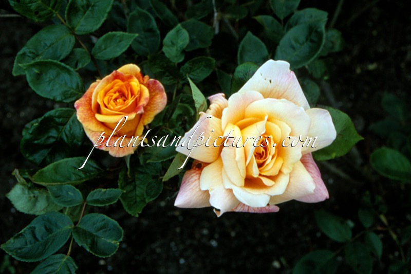 Rosa ‘Sutter’s Gold’