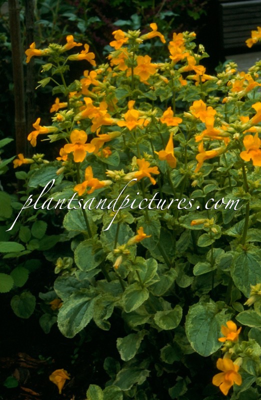 Mimulus guttatus ‘Richard Bish’