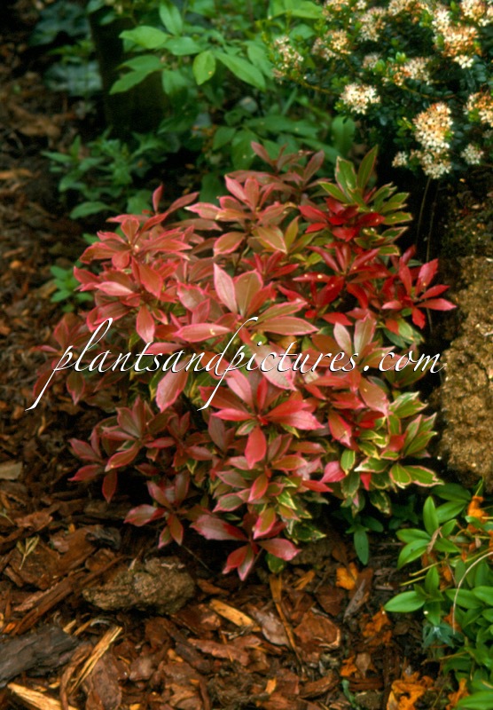 Pieris japonica ‘Carnaval’