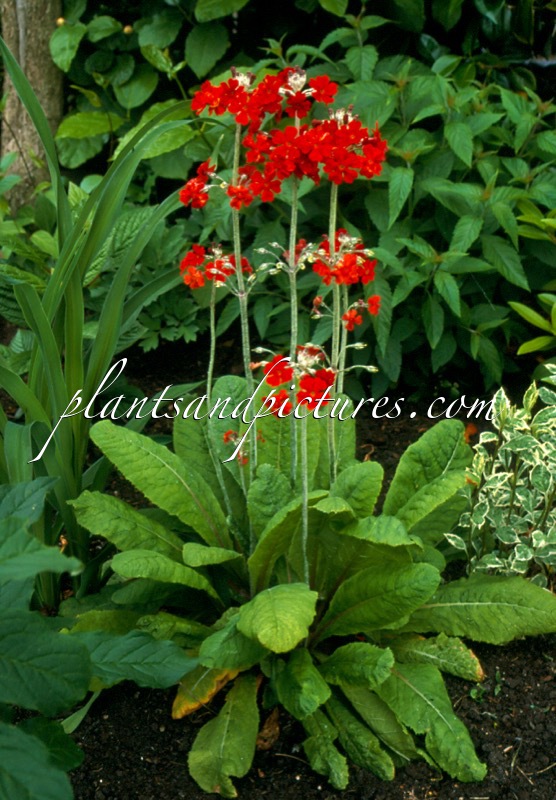 Primula ‘Inverewe’