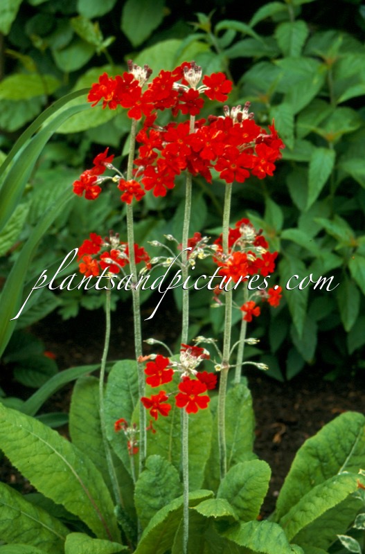 Primula ‘Inverewe’