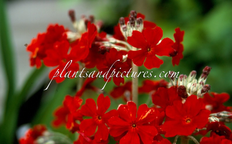 Primula ‘Inverewe’