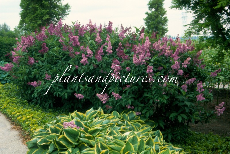 Syringa ‘Royalty’