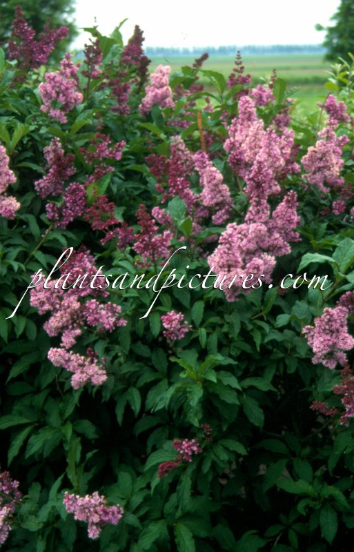 Syringa ‘Royalty’