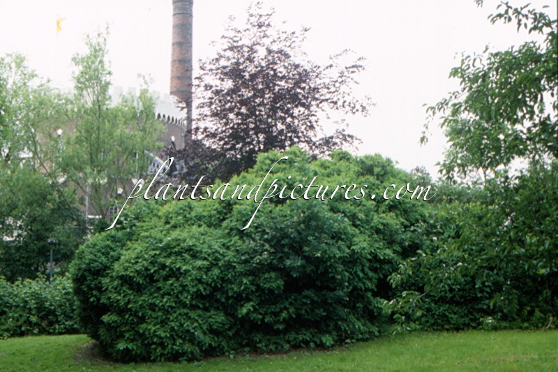 Buxus sempervirens
