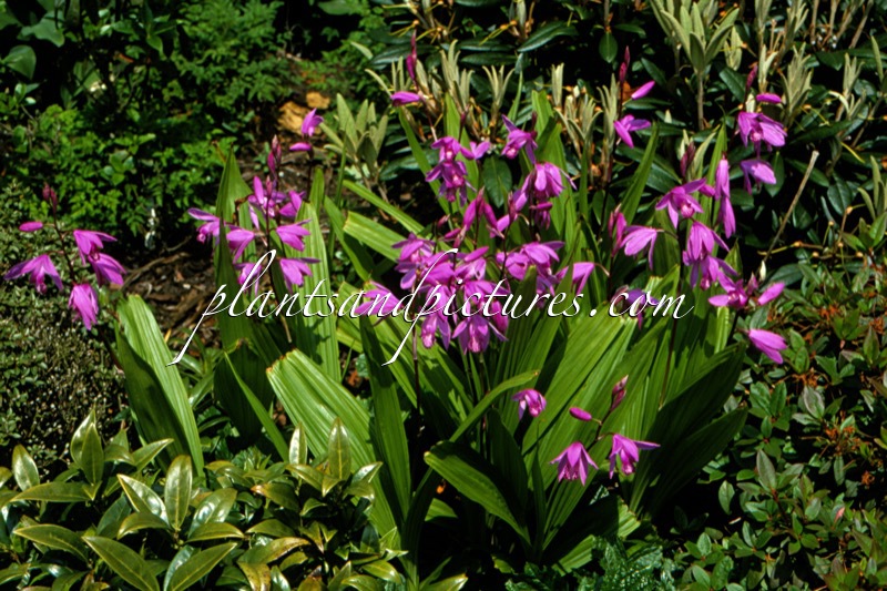 Bletilla striata