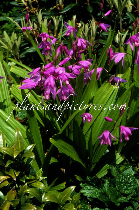 Bletilla striata
