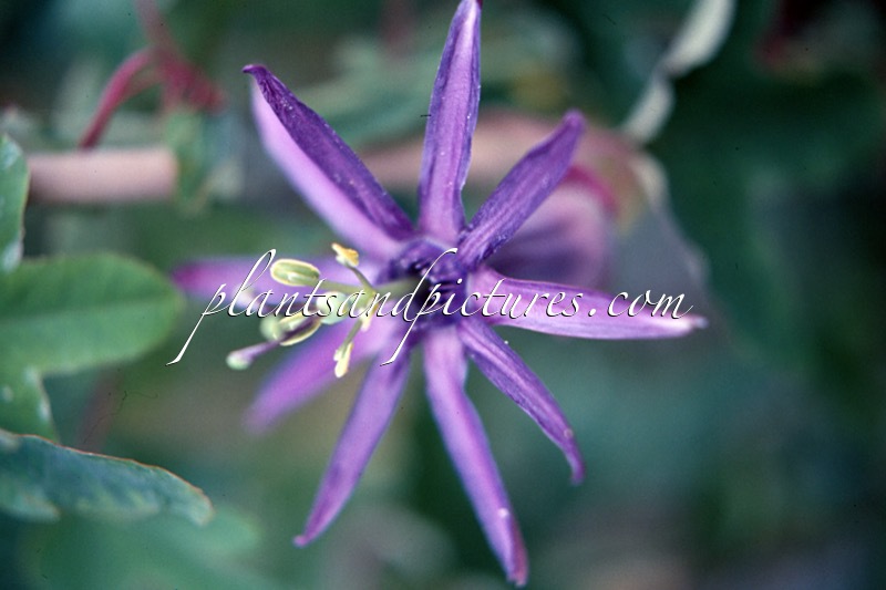 Passiflora umbilicata