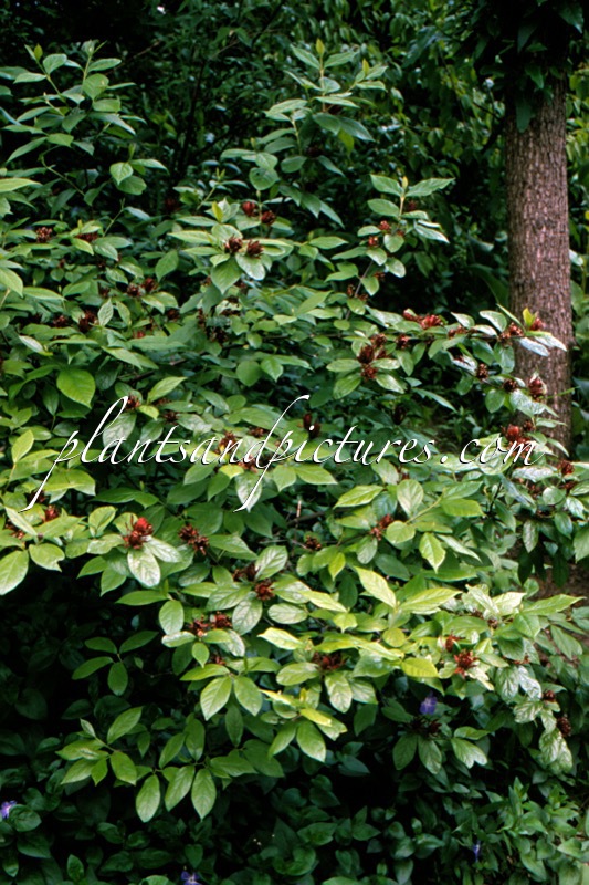 Calycanthus floridus