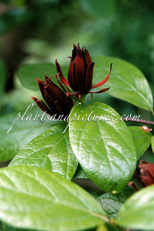 Calycanthus floridus