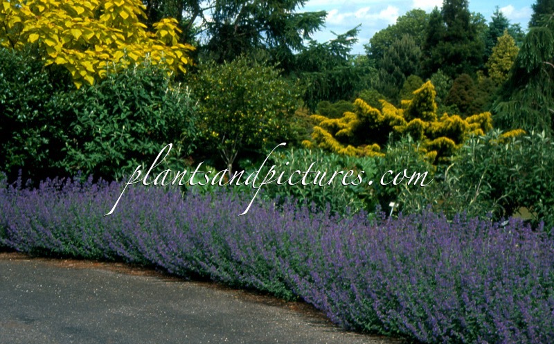 Nepeta ‘Six Hills Giant’