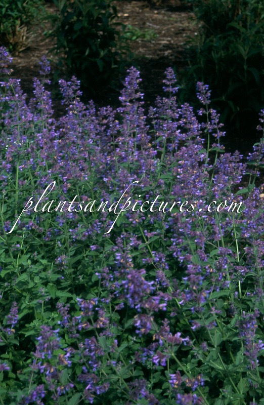 Nepeta ‘Six Hills Giant’
