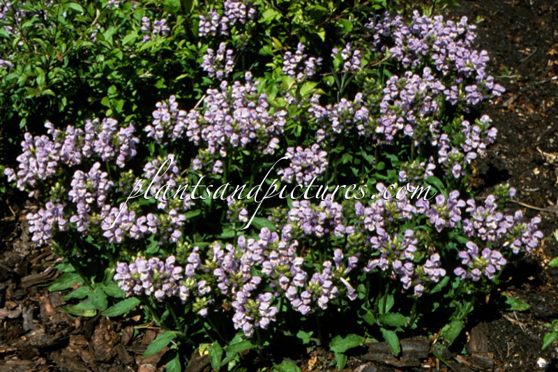 Prunella grandiflora ‘Loveliness’