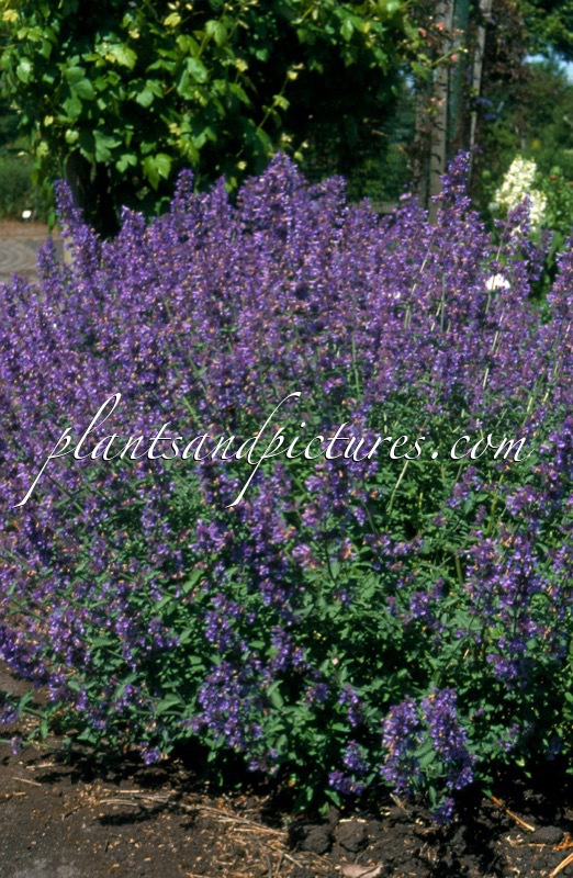 Nepeta ‘Walker’s Low’