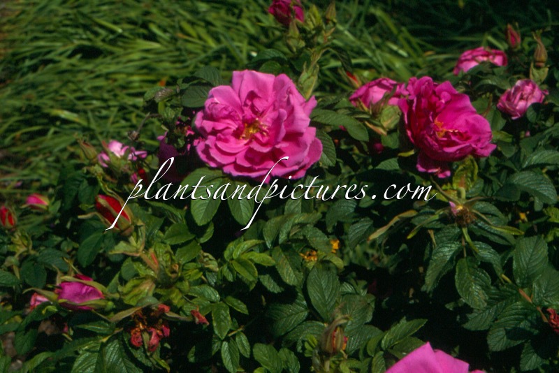 Rosa ‘Uhlater’ (PIERETTE PAVEMENT)