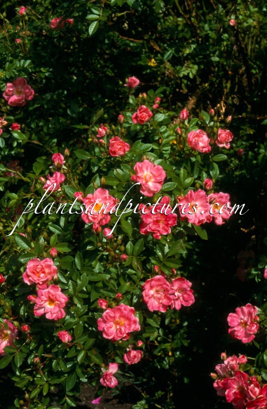 Rosa ‘Keitoli’ (FERDY)