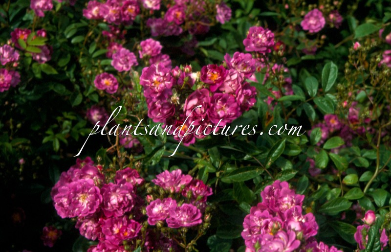 Rosa ‘Haveuship’ (LAVENDER FRIENDSHIP)