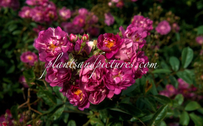 Rosa ‘Haveuship’ (LAVENDER FRIENDSHIP)