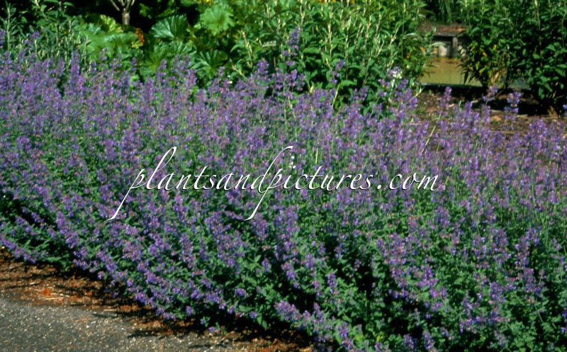 Nepeta ‘Six Hills Giant’