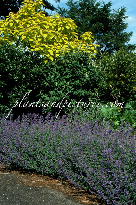 Nepeta ‘Six Hills Giant’ (+Catalpa bignonioides ‘Aurea’)