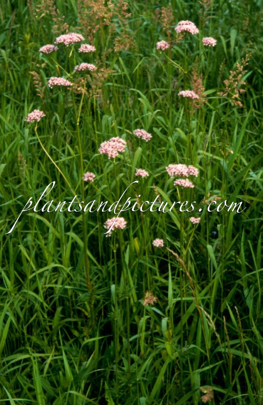 Valeriana officinalis