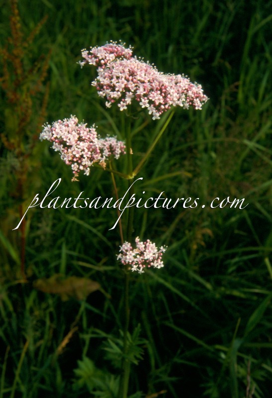 Valeriana officinalis