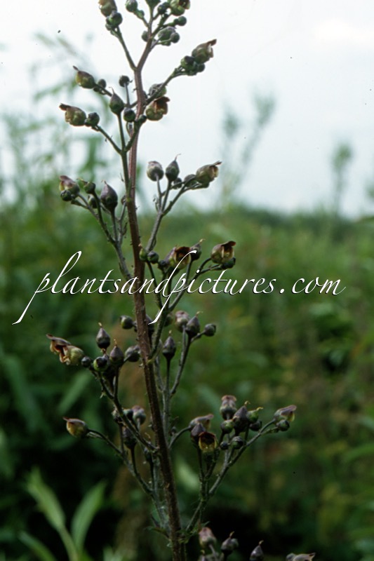 Scrophularia nodosa
