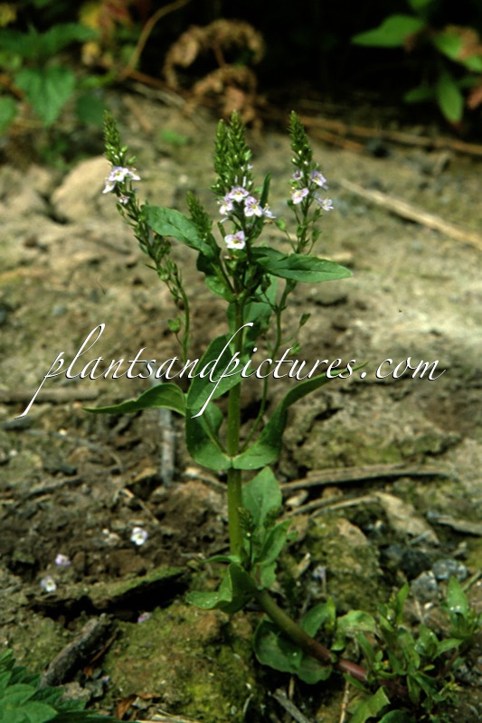 Veronica anagallis-aquatica