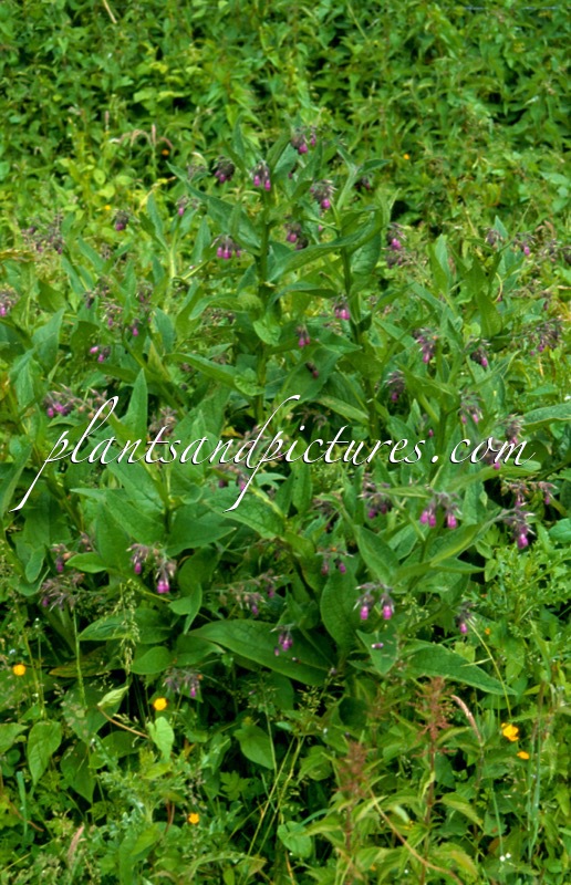 Symphytum officinale