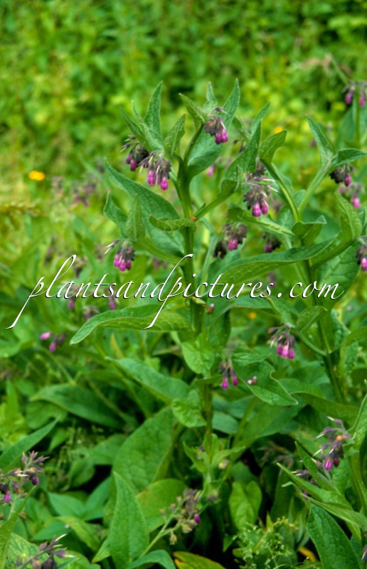 Symphytum officinale