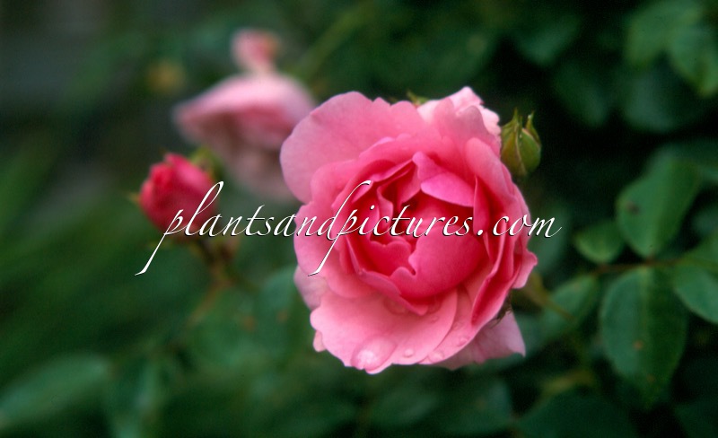 Rosa ‘Meidomonac’ (BONICA 82)