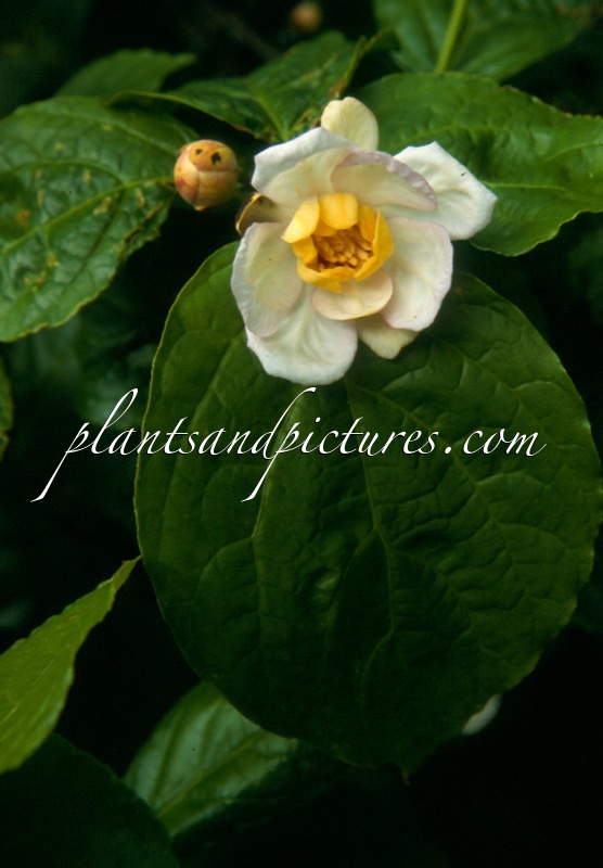 Calycanthus chinensis
