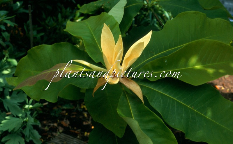 Magnolia tripetala